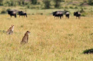 Malaika Cheetah and cub near a wildebeest heard in Masai Mara Grassland