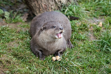 asian otter