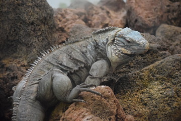 Iguana on Rocks