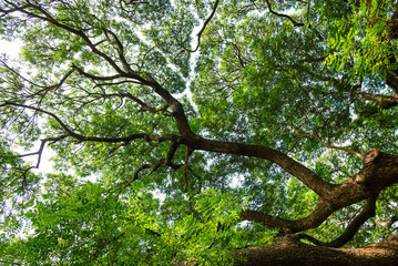 Large tree branches covered with green leaves on the grass.