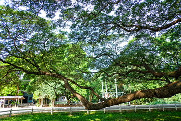 Obraz premium Large tree branches covered with green leaves on the grass.
