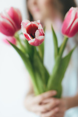 Bouquet of pink tulips in hand on a white background. Red tilips. White tulips.	