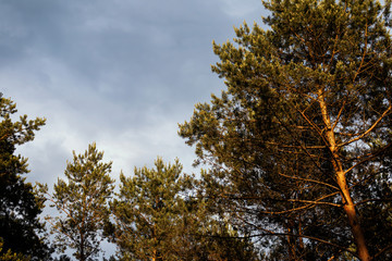 storm clouds over the tips of pine trees in forest