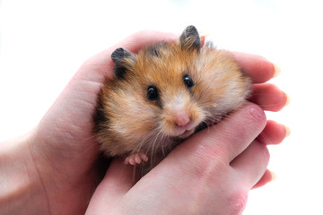 Syrian hamster with full cheeks of food