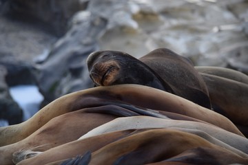Sea Lion Sleeping on Others