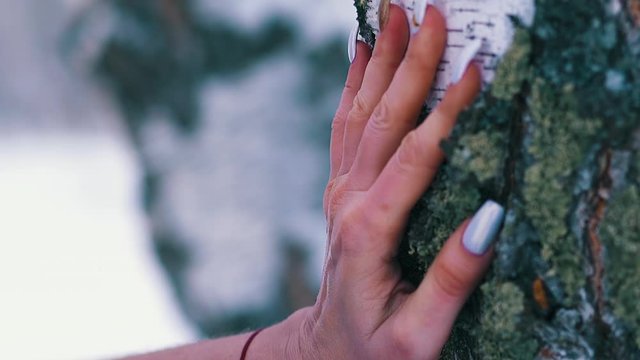 CU, slow motion: middle aged woman touches birch tree trunk by bare hand with manicure and red thread in winter extreme closeup