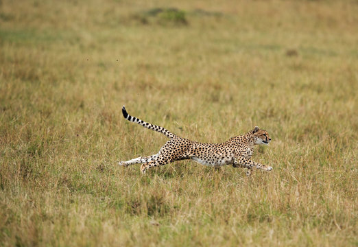 Malaika Cheeta Running After A Wildebeest, Masai Mara