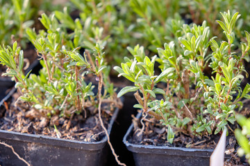Young little hyssop plants in black plastic plant pots from the gardener ready to be planted out into the soil of a garden. Seen in Germany in April