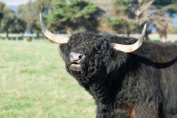 Highland bull cow in a field.