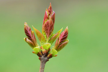 Flower buds on a lilac bush in early spring, macro photo.