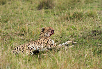 Malaika Cheetah after eating her meal, Masai Mara