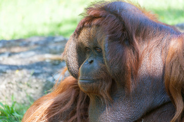Urang Utan