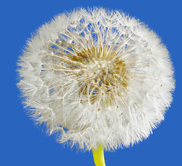 Pusteblume © Willy