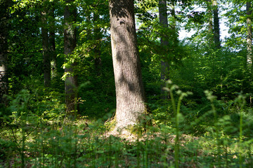Paysage en foret de Troncais