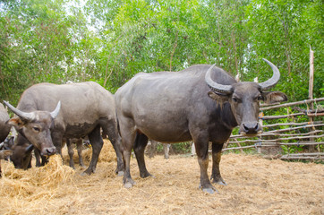 Water buffaloes are eating straw in the stall,Songkhla, Tailand