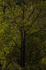 Arbre au tronc et ramifications noirs avec jeunes feuilles vertes et jaunes de printemps, forêt Cévennes France.
