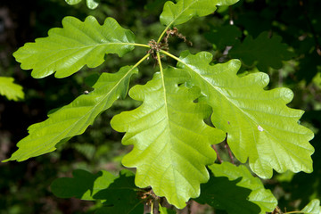 Paysage en foret de Troncais