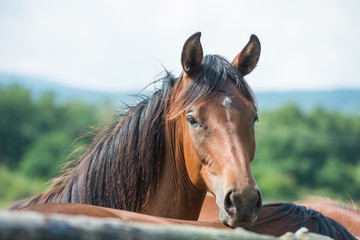 Pferdeporträt © Sibylle