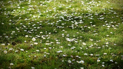 Daisies field