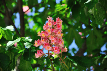 Beautiful and gentle pink chestnut flowers. Large green leaves and blue skies.