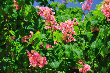Pink chestnut flowers amid green leaves and blue skies.
