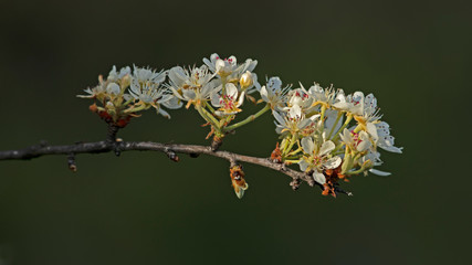 Branche d'arbre fruitier en fleurs blanches au printemps dans la lumière de fin de journée en lisière de forêt.