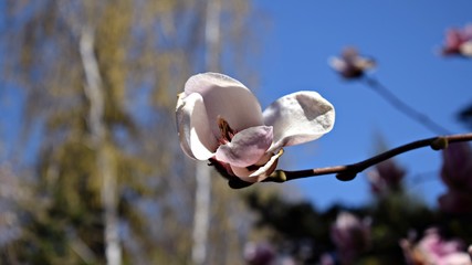 Magnolia tree flower