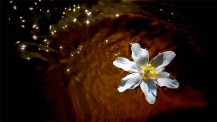 Wood anemone flower floating in water. Springtime.
