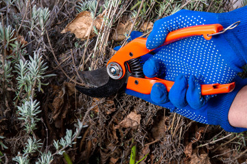 Hand in gloves holding bypass secateur and pruning lavender bush. Seasonal work in garden. Pruning...