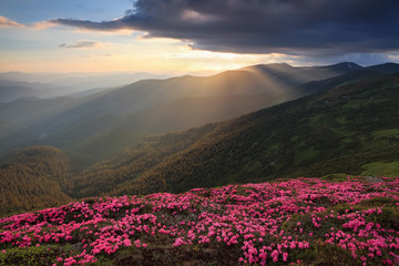 Scenery of the sunset at the high mountains. Amazing spring landscape. A lawn covered with flowers of pink rhododendron. Dramatic sky. The revival of the planet. Location Carpathian, Ukraine, Europe.