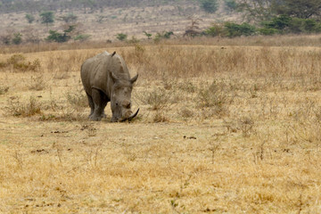 Fototapeta premium Black horned rihinoceros III