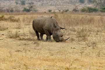 Obraz premium Black horned rihinoceros V