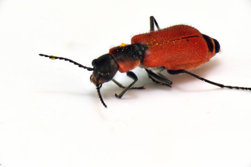 bug Insect with a hard red elytra