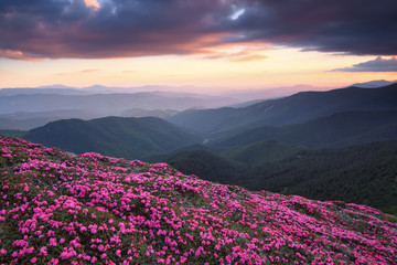 Beautiful sunset with dramatic sky in spring time. The lawns are covered by pink rhododendron flowers. Mountains landscapes. Concept of nature rebirth. Location Carpathian mountain, Ukraine, Europe.