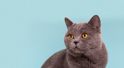 beautiful funny gray british cat with yellow eyes looks away on a light background with copy space