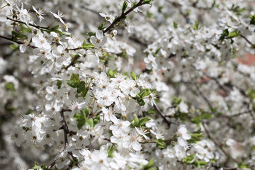 flowering tree branches. Shallow depth of field. Some flowers are out of focus.