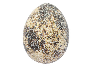 Macro shot of Quail egg isolated on a white background.