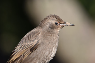 Close-up portrait of a graybird female with a dirty beak in profile
