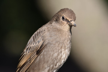 Close-up portrait of a graybird female with a dirty beak 