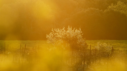 Arbre en fleurs blanches de printemps dans une prairie avec arbre à fleurs jaunes en premier plan.