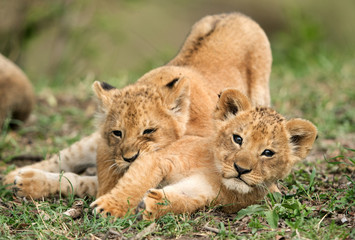 Naklejka na ściany i meble Lion cubs playing in the Masai Mara grassland