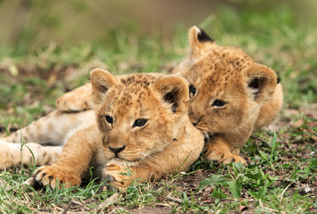 Fototapeta na wymiar Lion cubs playing, Masai Mara