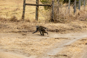 Monkey mother with baby XVIII