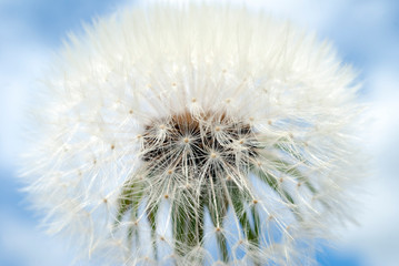 Close-up Of White Dandelion Growing Against Sky