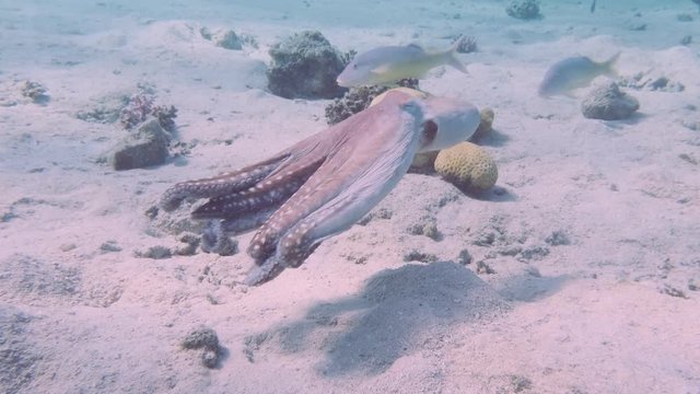 Octopus on Coral Reef, Red sea