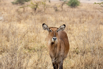  white-tailed deer I