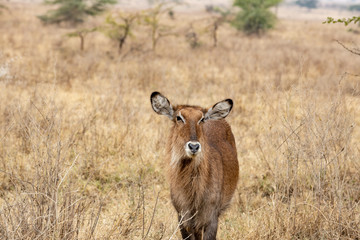  white-tailed deer II