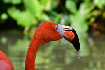 Fototapeta premium Close-up portrait of a pink flamingo with drops of water falling from a stick