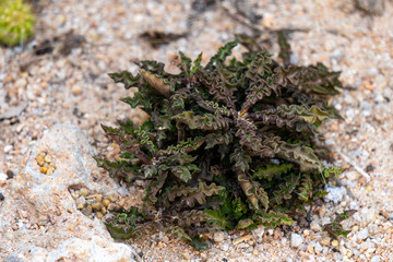 Euphorbia decaryi is a mat-forming stem succulent in the family Euphorbiaceae endemic to Madagascar.