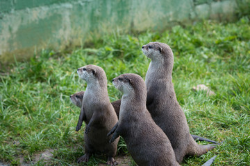 asian otters